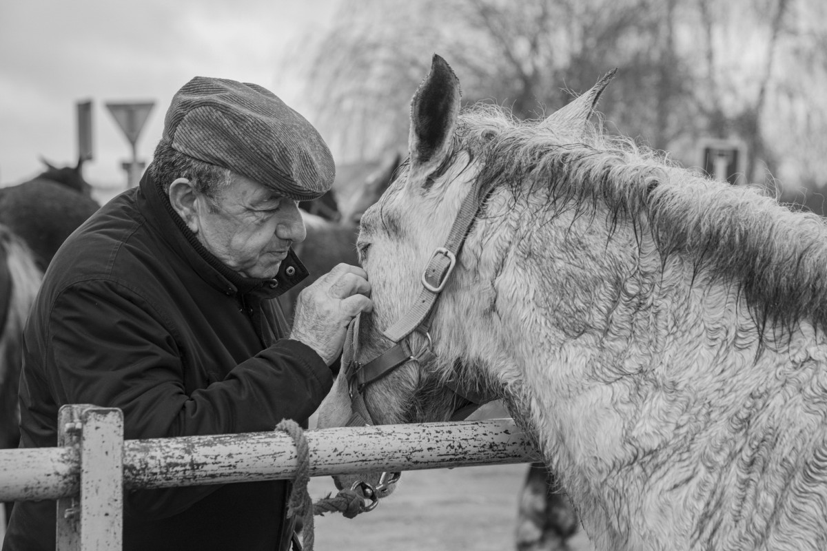 FOIRE AUX PERCHERONS LE MÊLE SUR SARTHE