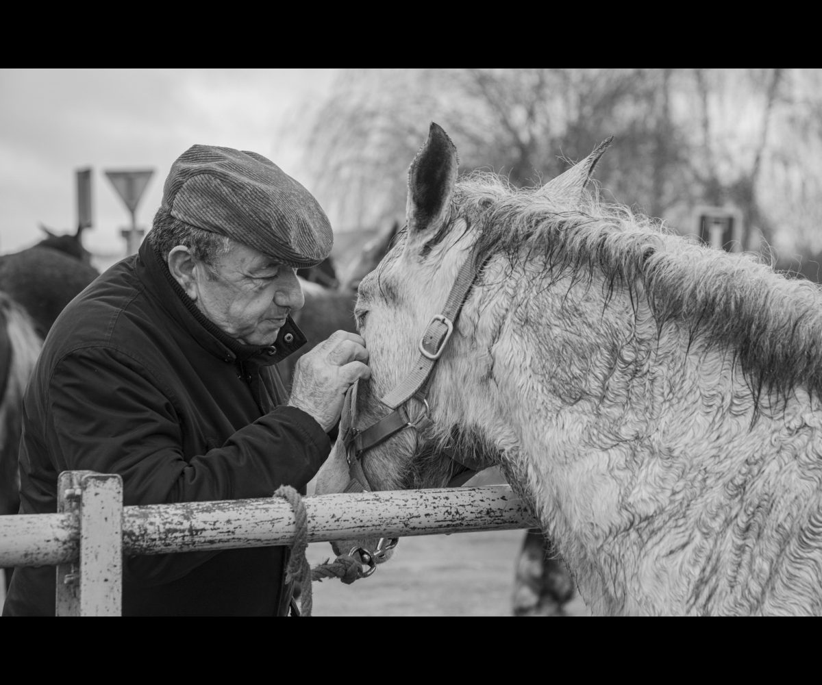 FOIRE AUX PERCHERONS LE MÊLE SUR SARTHE