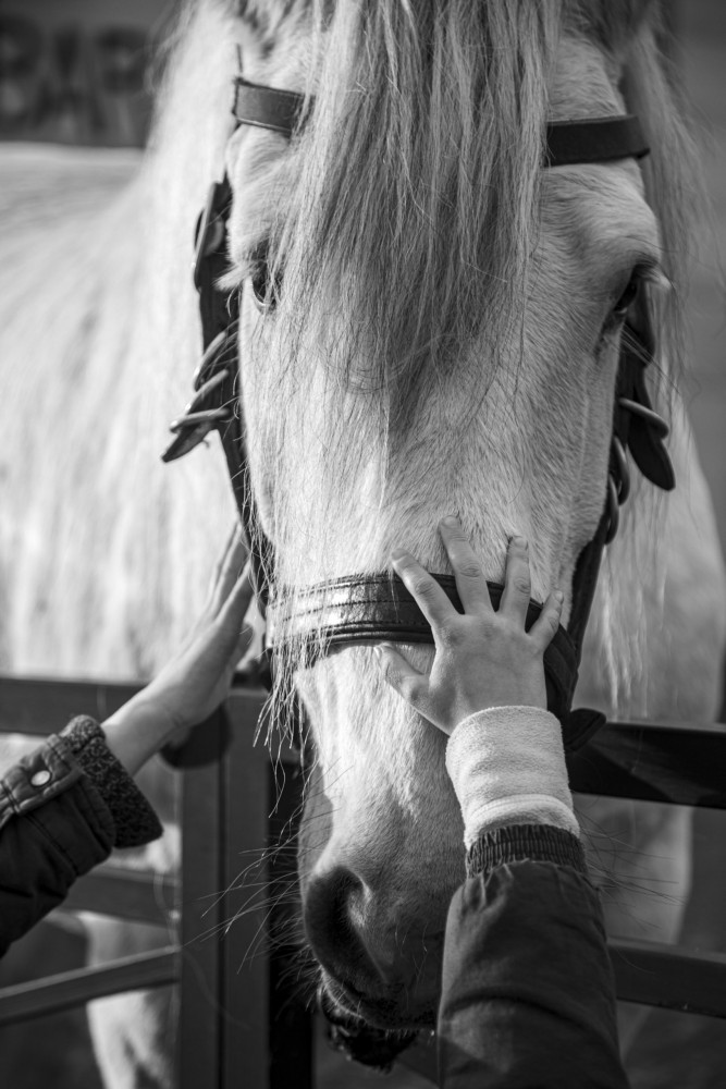 FOIRE AUX PERCHERONS LE MÊLE SUR SARTHE
