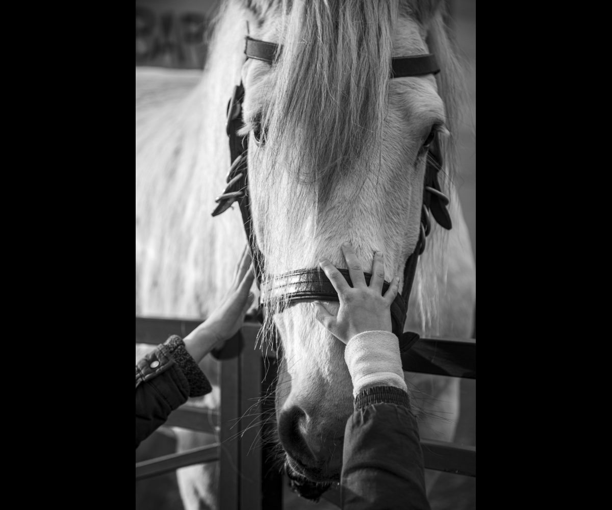 FOIRE AUX PERCHERONS LE MÊLE SUR SARTHE