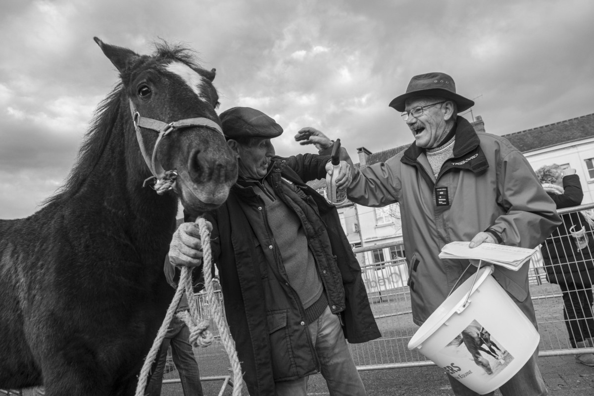 FOIRE AUX PERCHERONS LE MÊLE SUR SARTHE