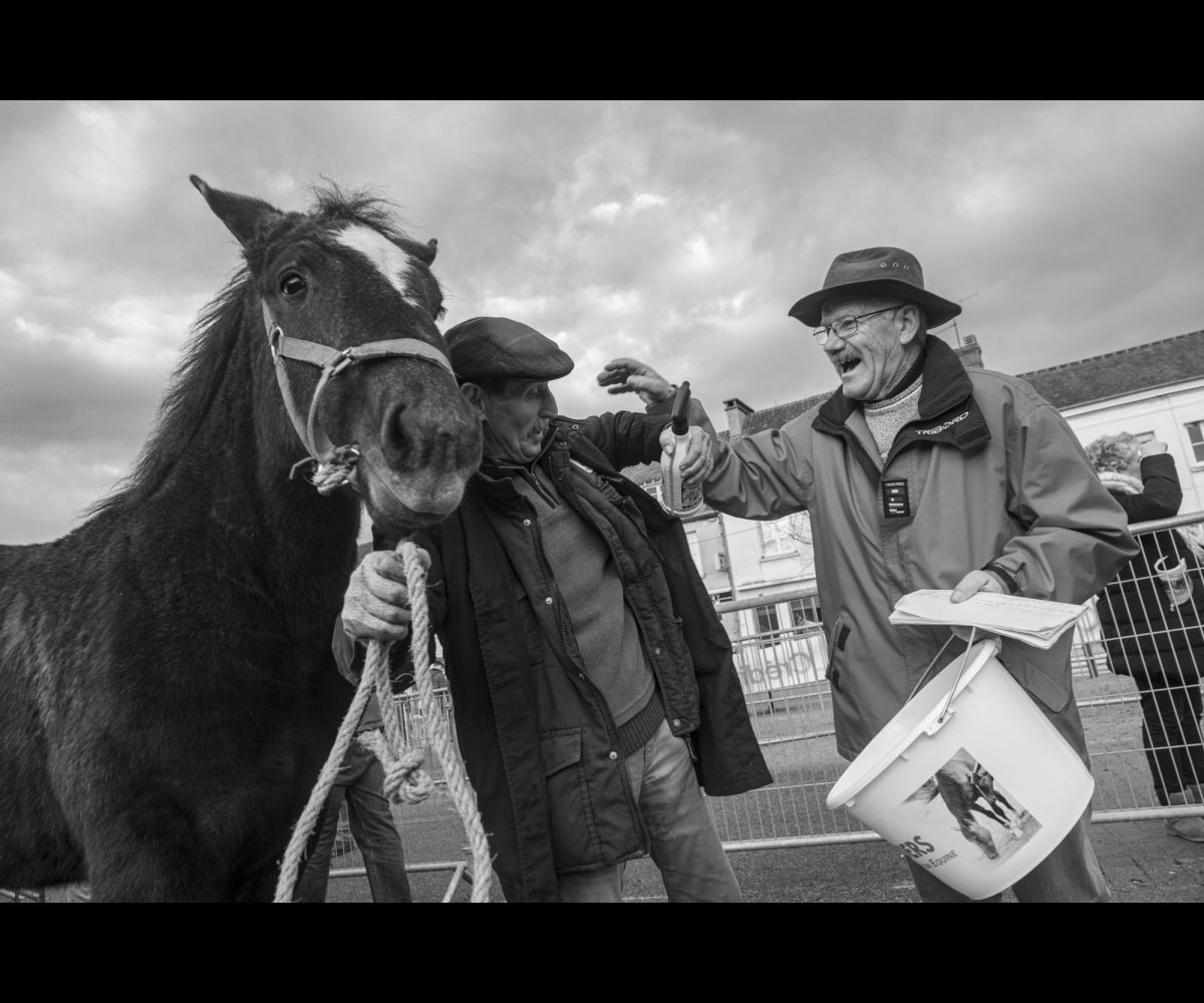 FOIRE AUX PERCHERONS LE MÊLE SUR SARTHE