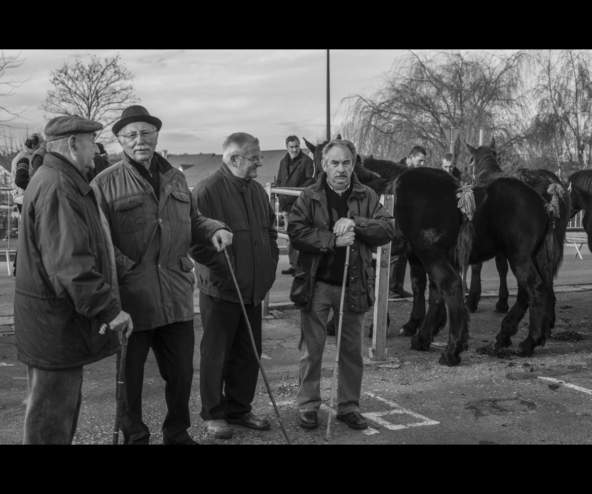 FOIRE AUX PERCHERONS LE MÊLE SUR SARTHE
