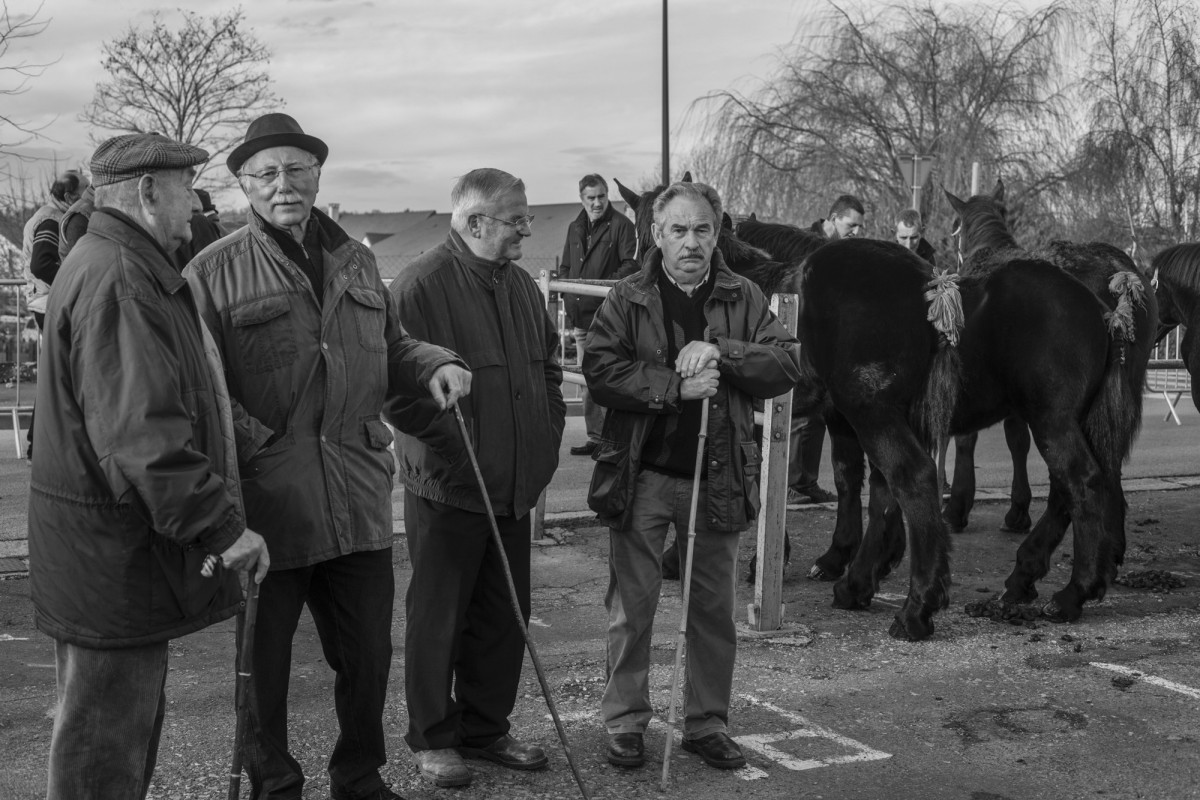 FOIRE AUX PERCHERONS LE MÊLE SUR SARTHE