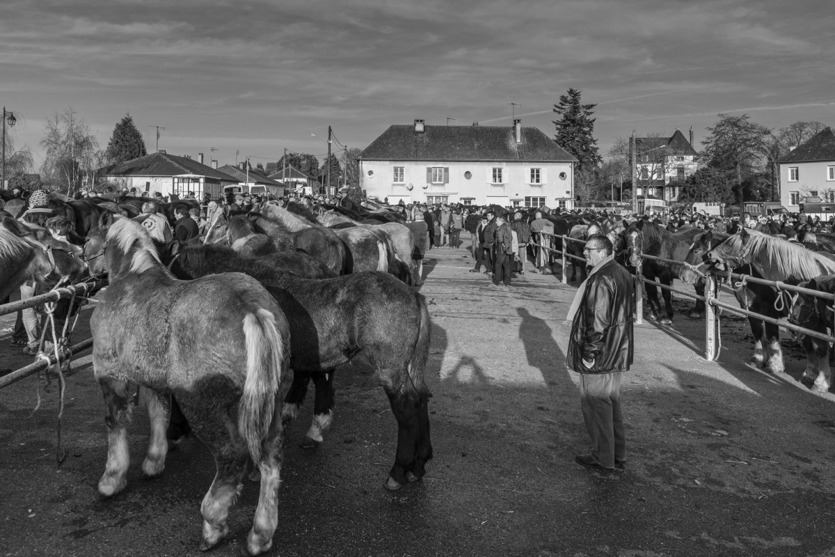 FOIRE AUX PERCHERONS LE MÊLE SUR SARTHE