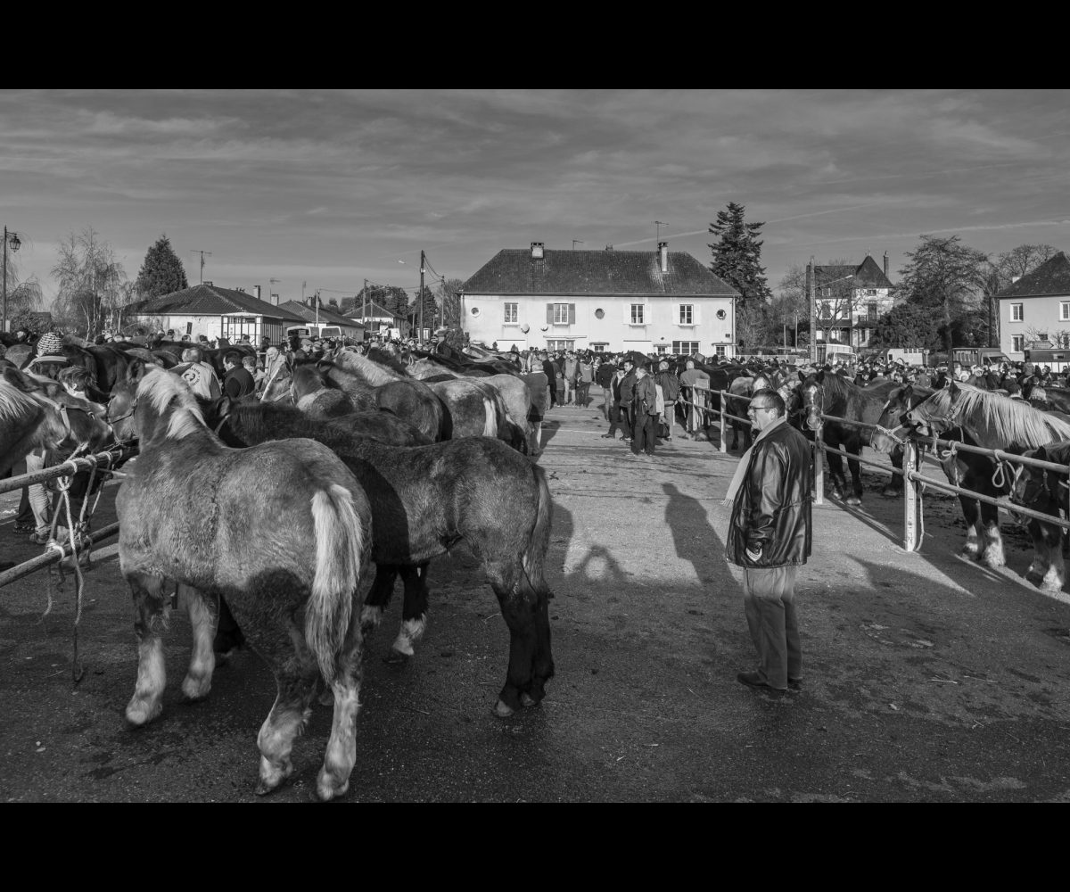 FOIRE AUX PERCHERONS LE MÊLE SUR SARTHE