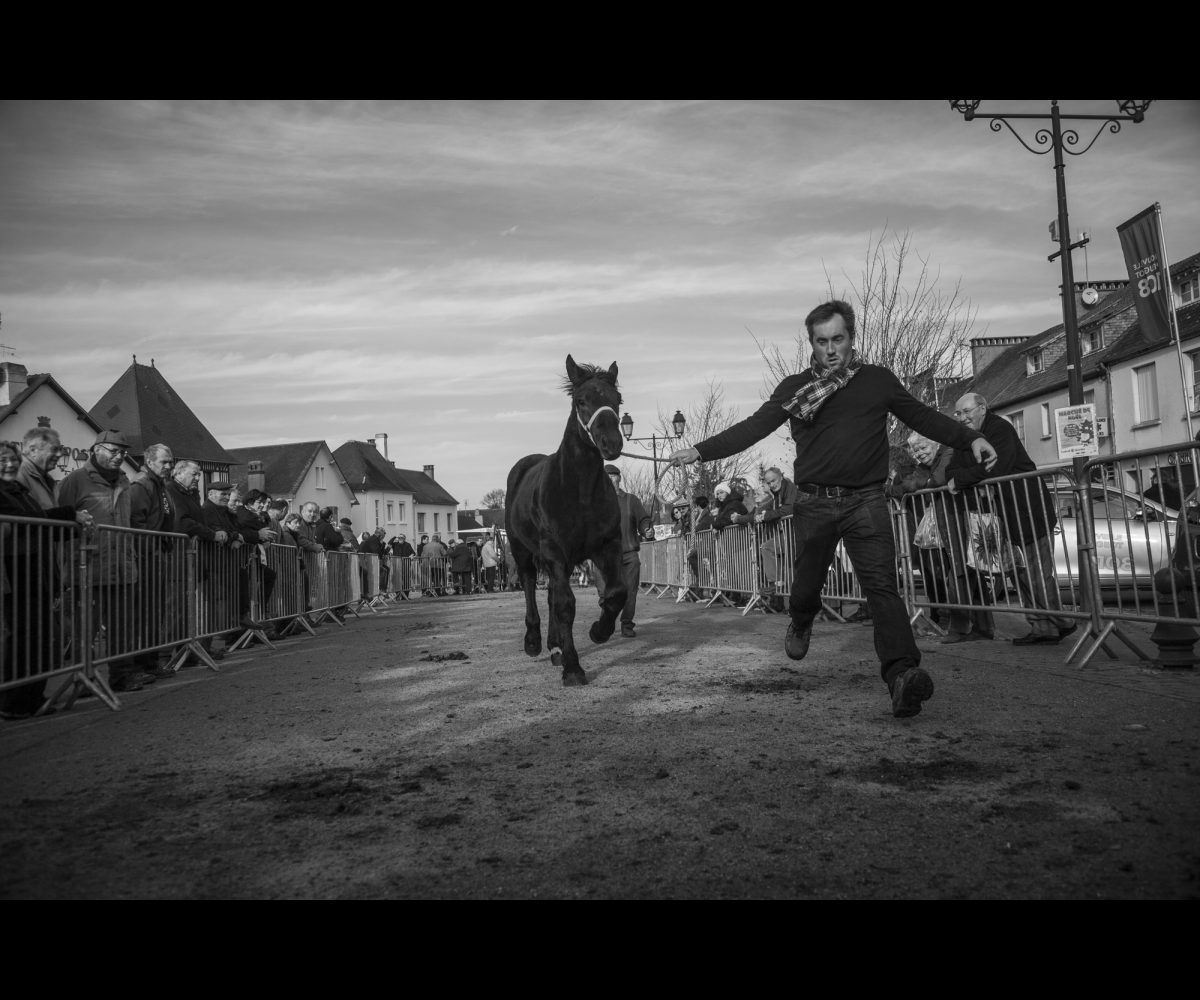 FOIRE AUX PERCHERONS LE MÊLE SUR SARTHE