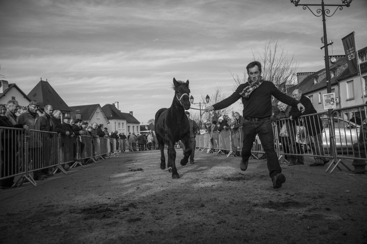 FOIRE AUX PERCHERONS LE MÊLE SUR SARTHE