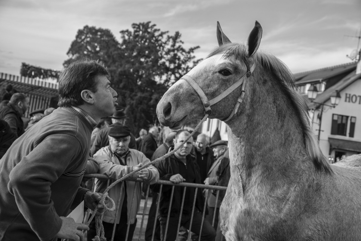 FOIRE AUX PERCHERONS LE MÊLE SUR SARTHE