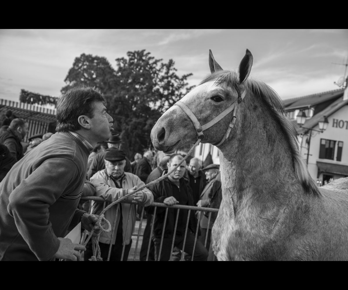 FOIRE AUX PERCHERONS LE MÊLE SUR SARTHE