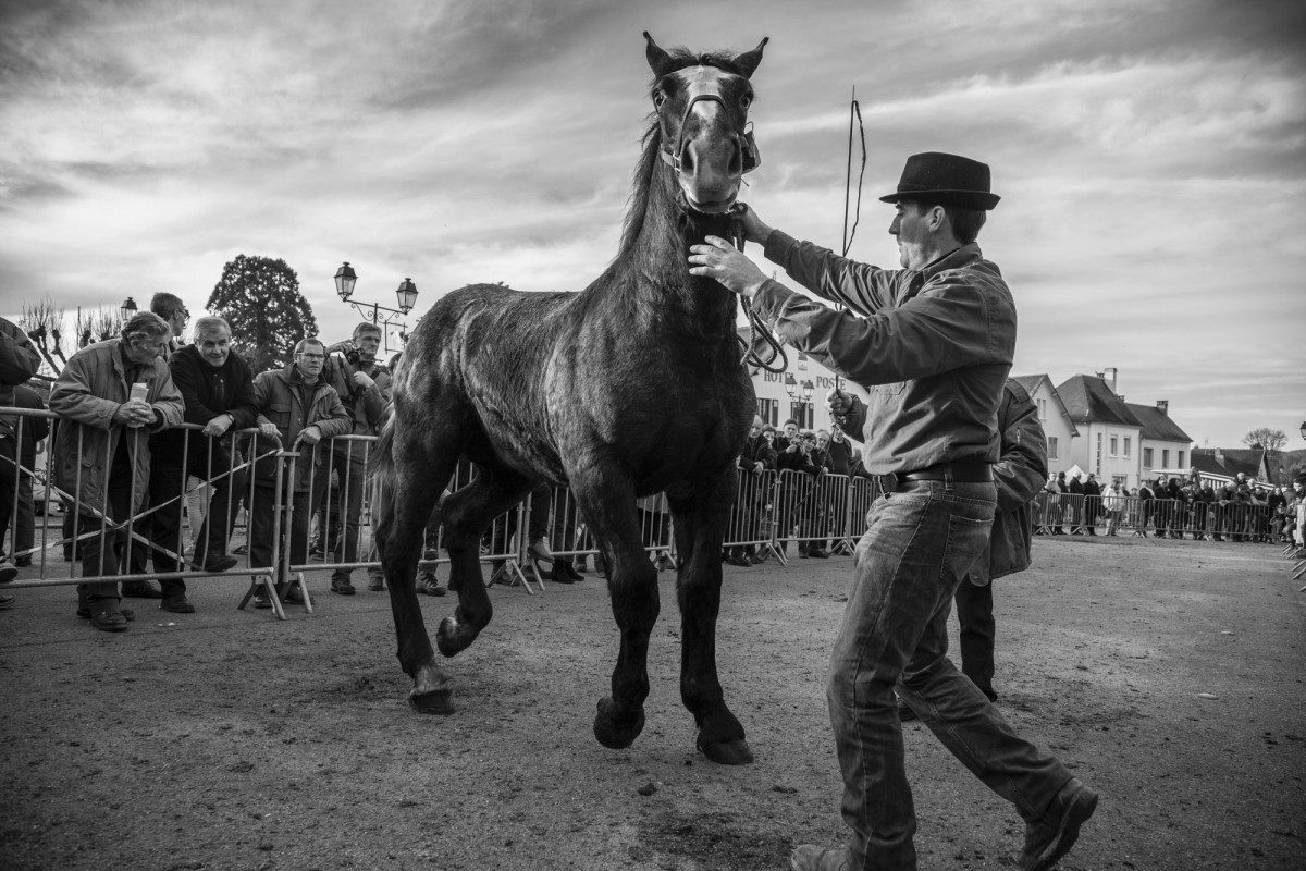 FOIRE AUX PERCHERONS LE MÊLE SUR SARTHE