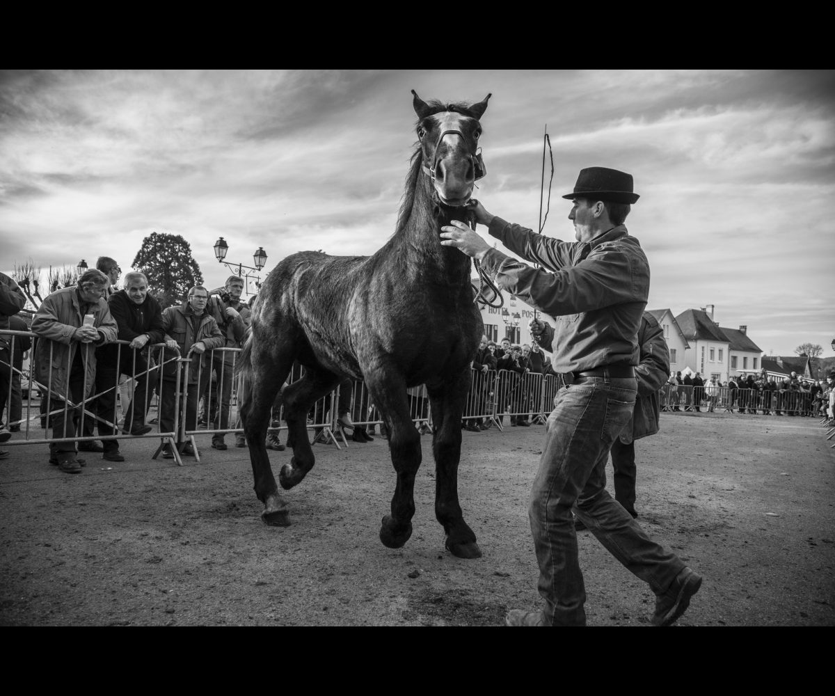 FOIRE AUX PERCHERONS LE MÊLE SUR SARTHE
