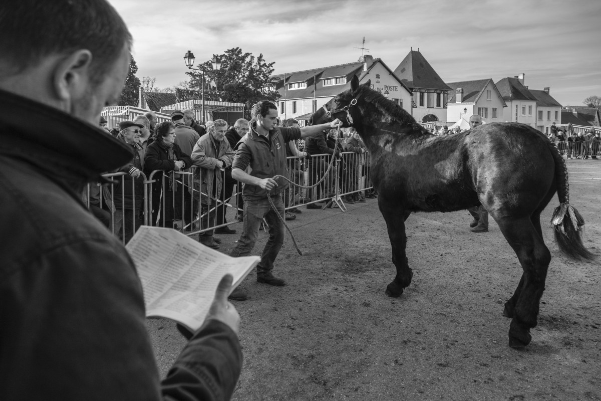 FOIRE AUX PERCHERONS LE MÊLE SUR SARTHE