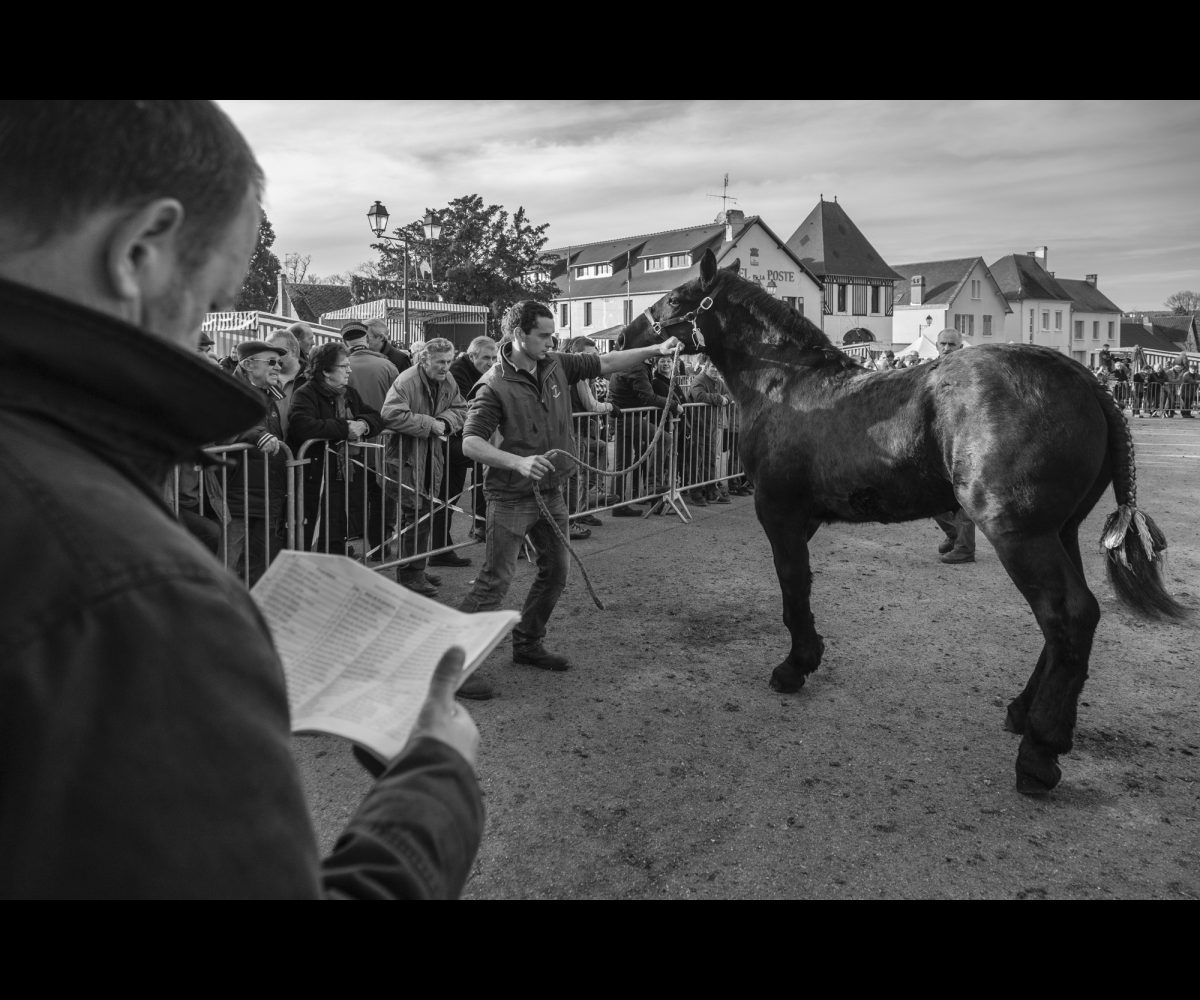 FOIRE AUX PERCHERONS LE MÊLE SUR SARTHE