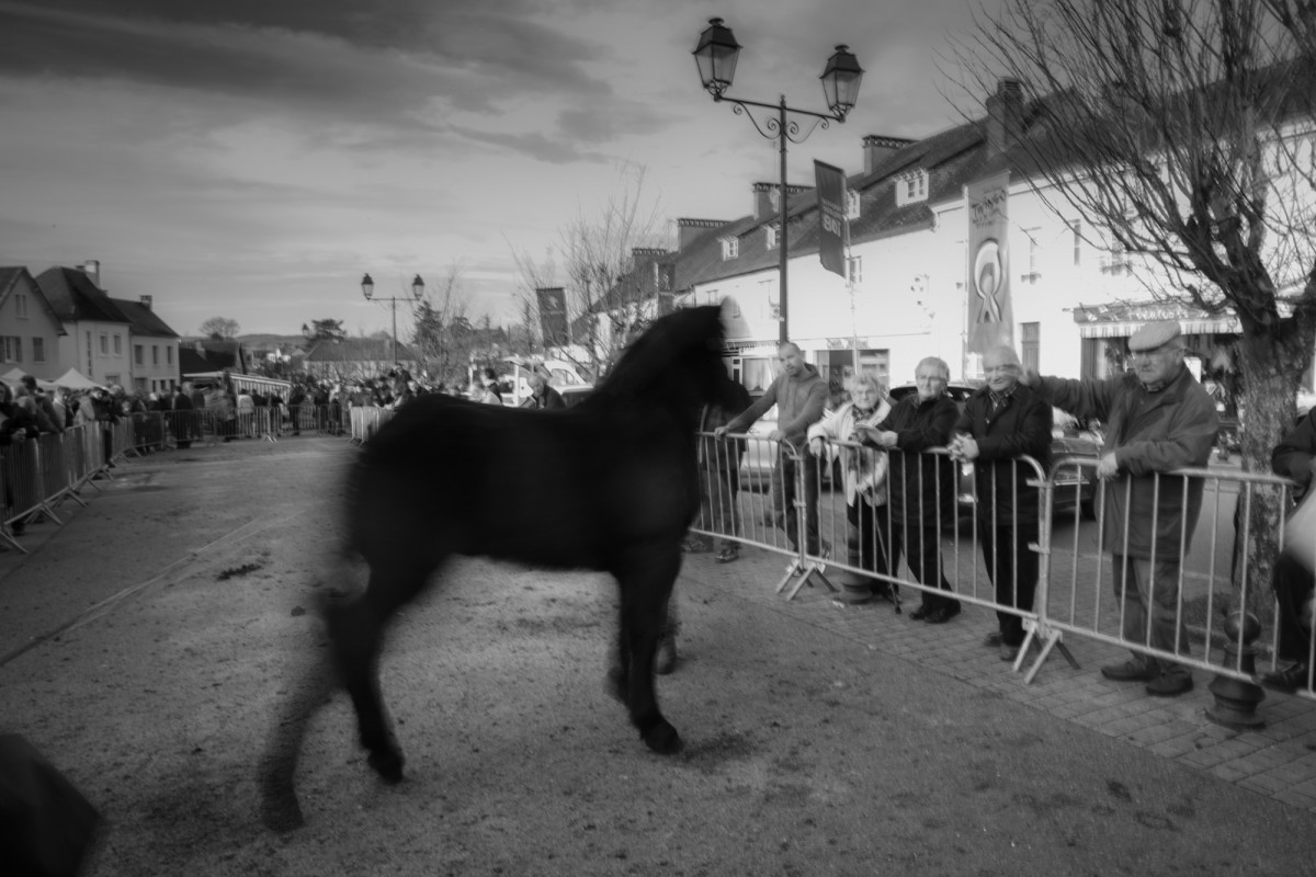 FOIRE AUX PERCHERONS LE MÊLE SUR SARTHE