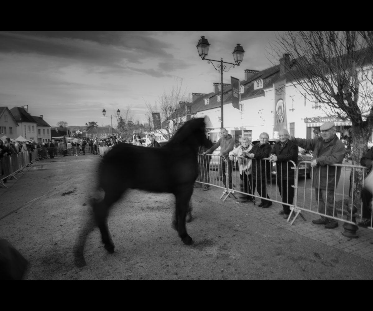 FOIRE AUX PERCHERONS LE MÊLE SUR SARTHE