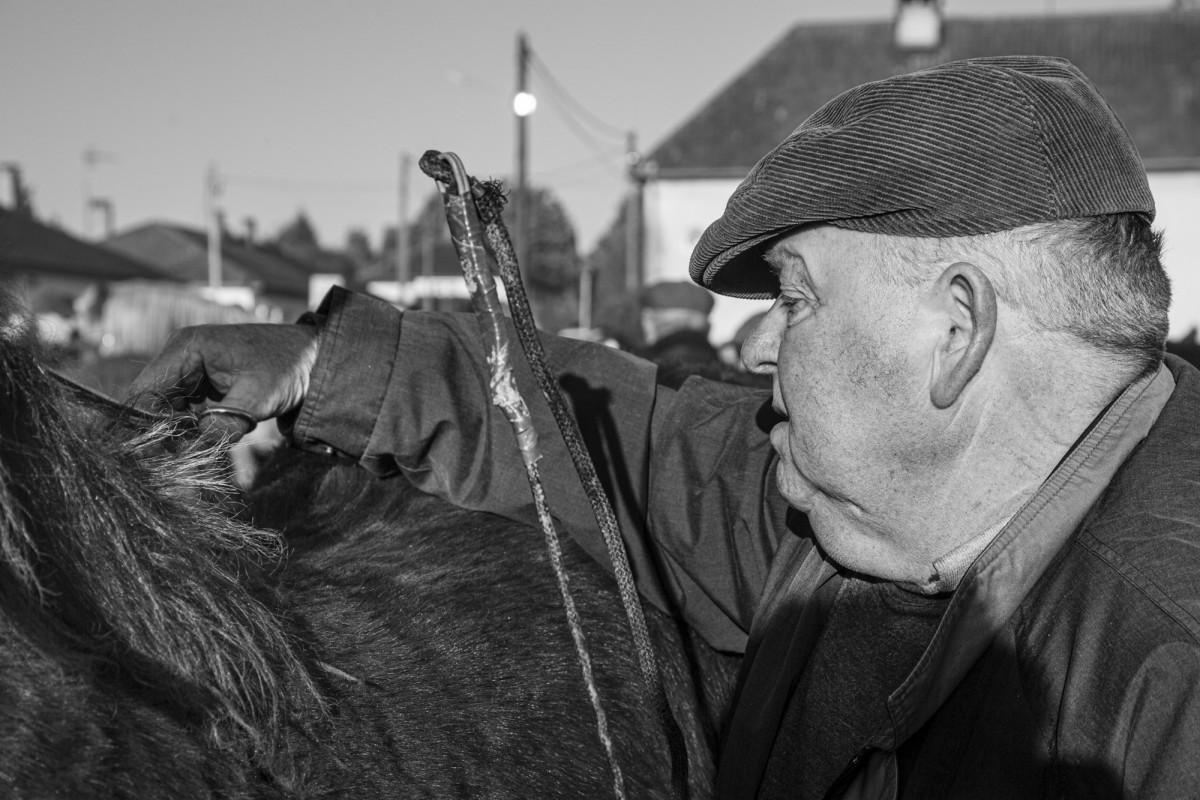 FOIRE AUX PERCHERONS LE MÊLE SUR SARTHE