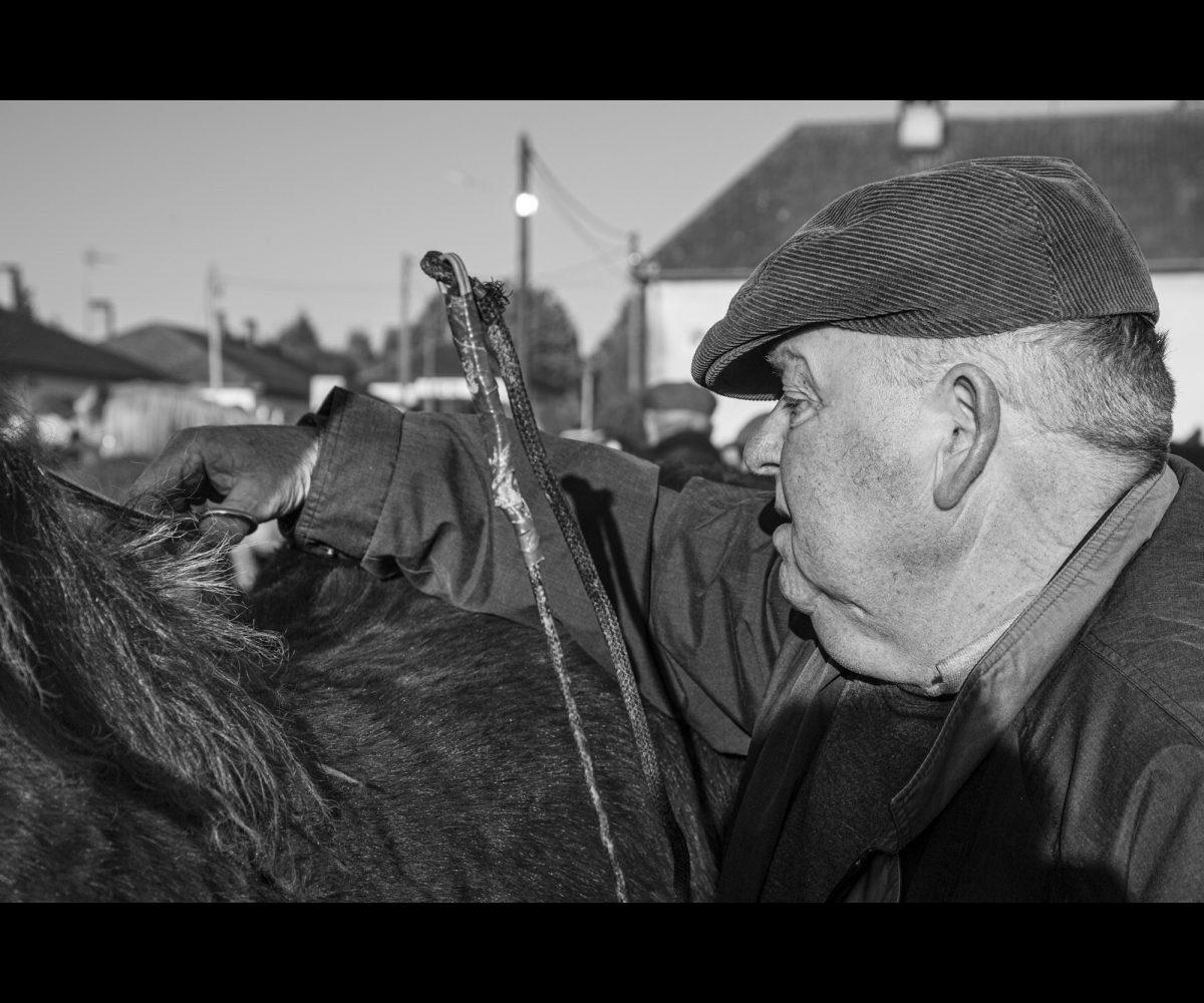 FOIRE AUX PERCHERONS LE MÊLE SUR SARTHE
