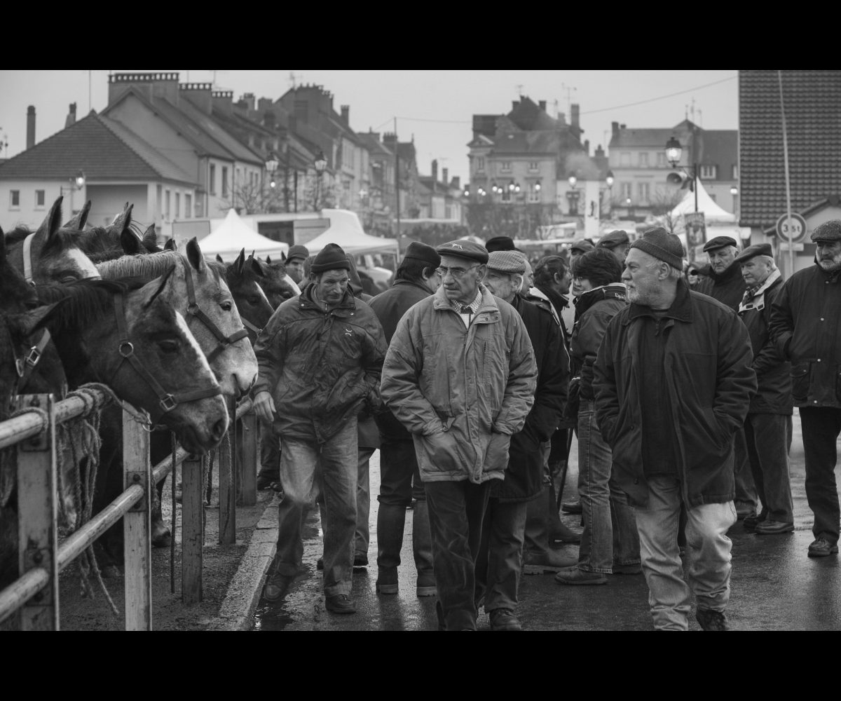 FOIRE AUX PERCHERONS LE MÊLE SUR SARTHE