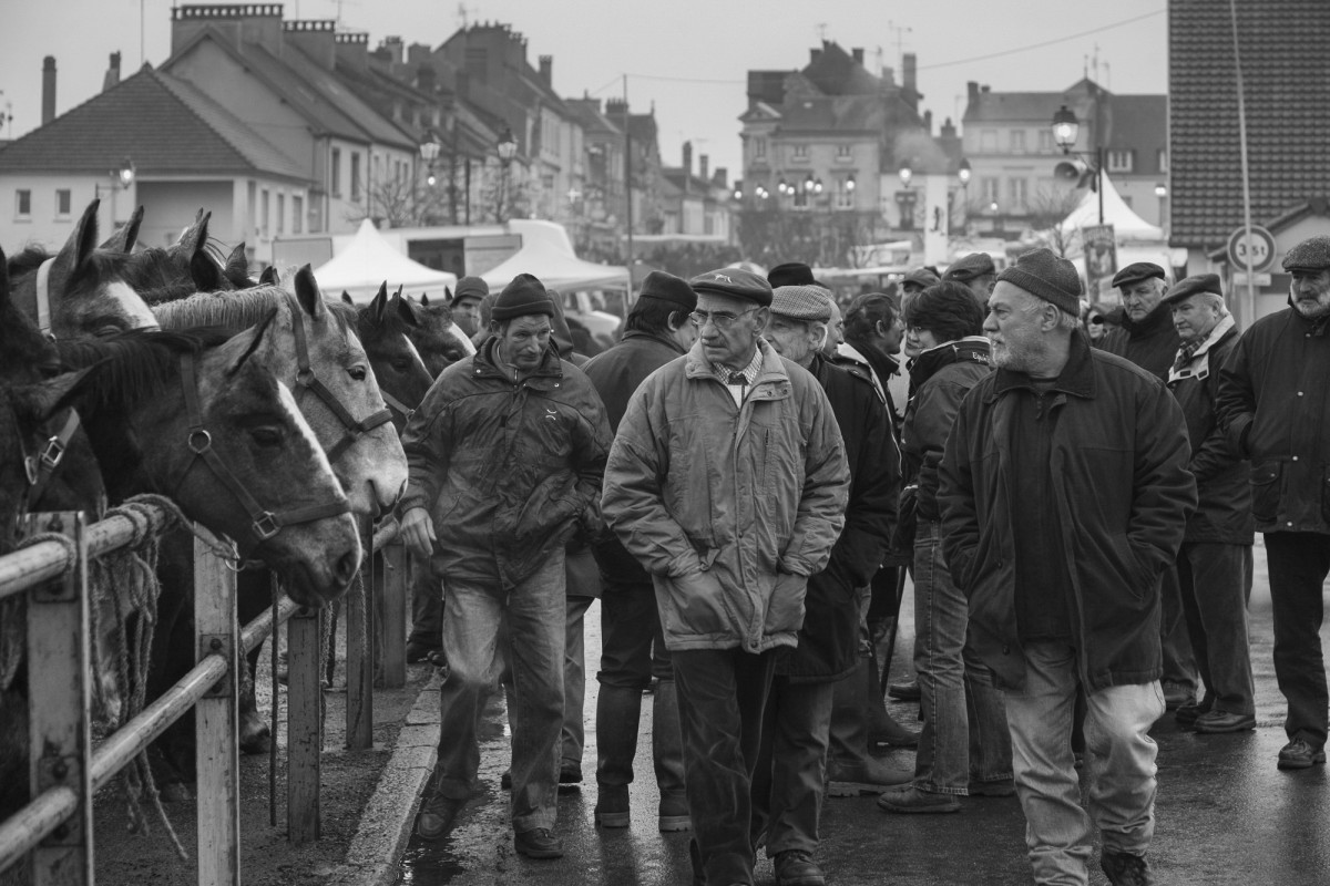 FOIRE AUX PERCHERONS LE MÊLE SUR SARTHE