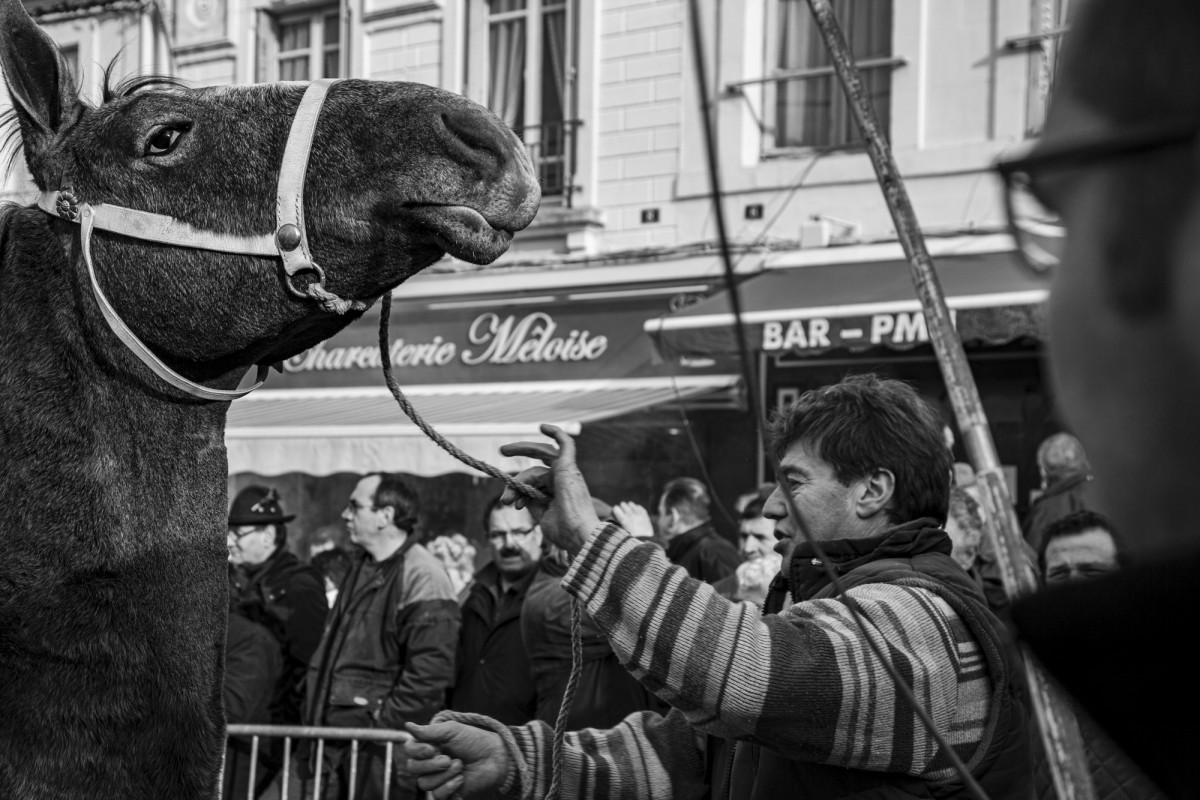 FOIRE AUX PERCHERONS LE MÊLE SUR SARTHE