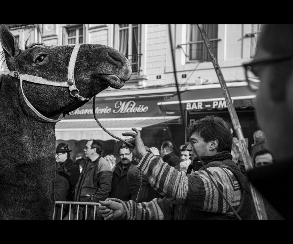 FOIRE AUX PERCHERONS LE MÊLE SUR SARTHE