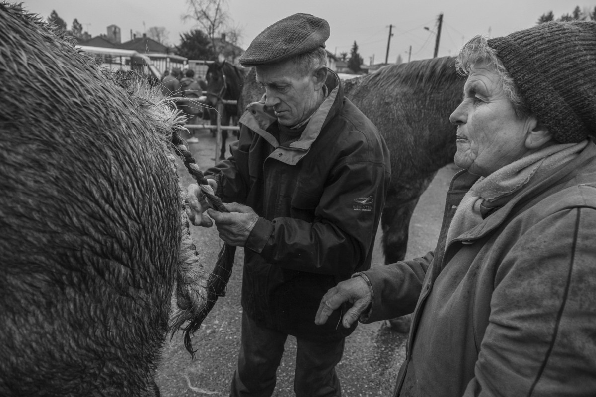 FOIRE AUX PERCHERONS LE MÊLE SUR SARTHE