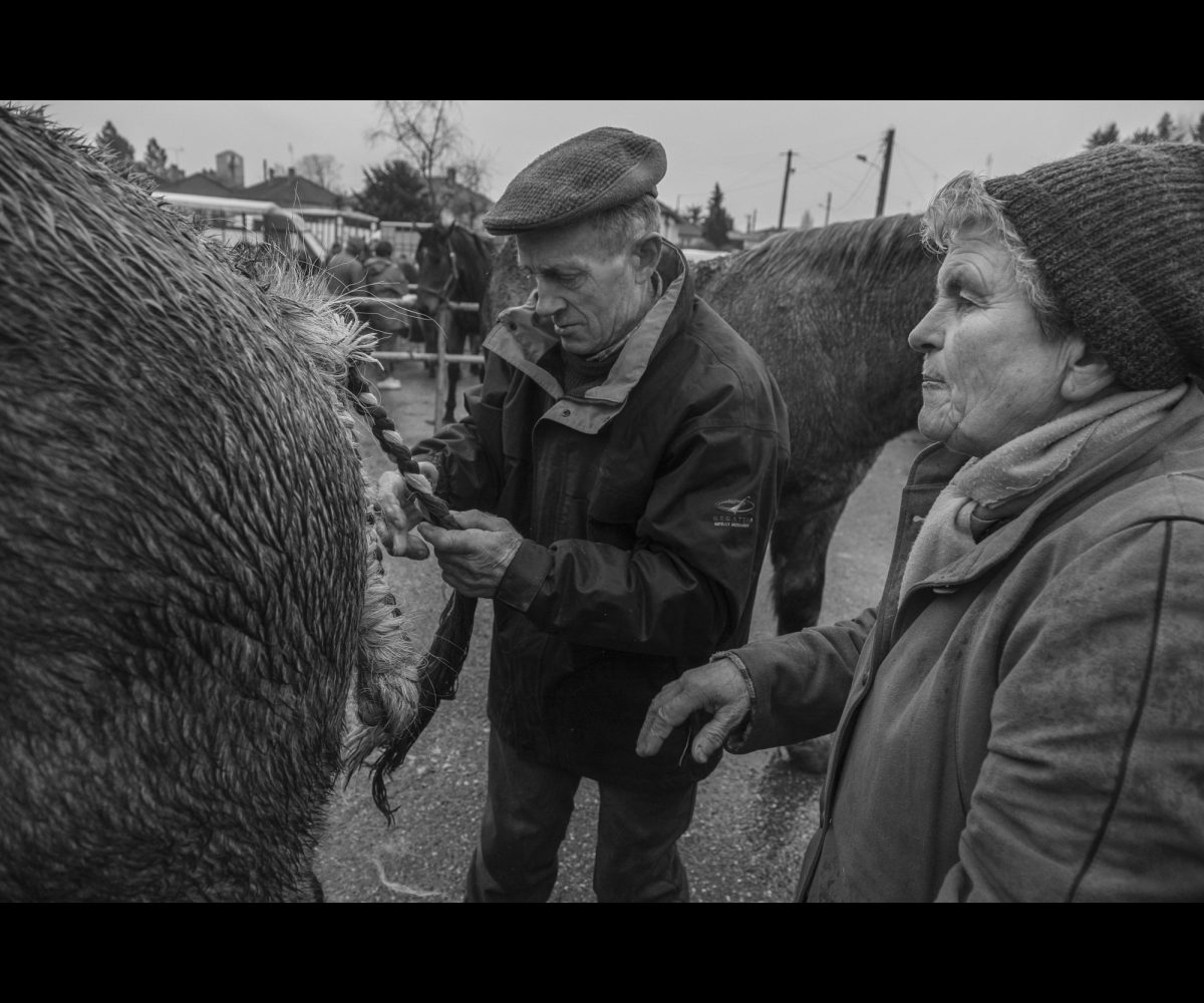 FOIRE AUX PERCHERONS LE MÊLE SUR SARTHE