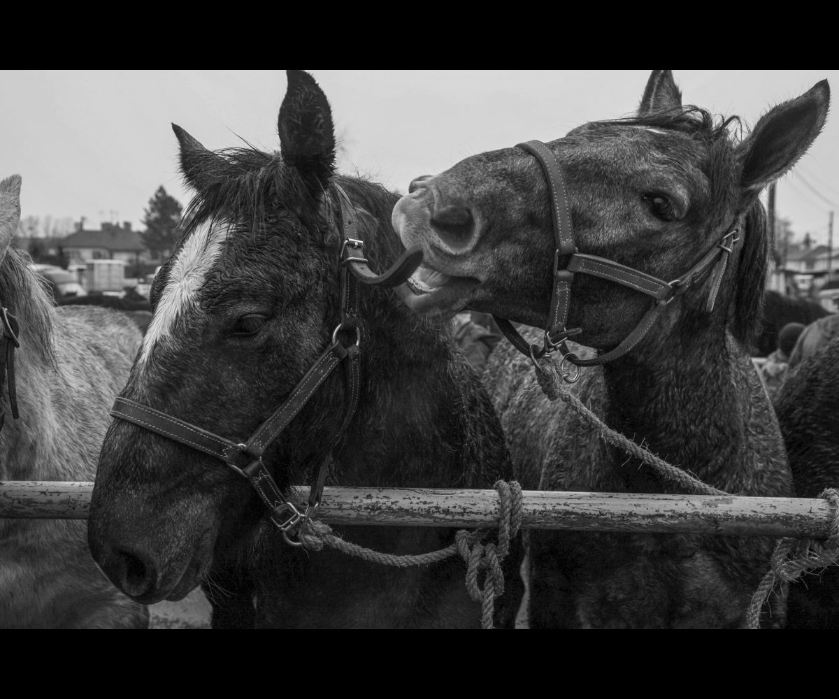 FOIRE AUX PERCHERONS LE MÊLE SUR SARTHE