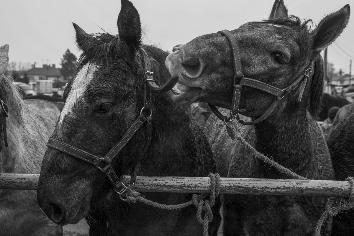 FOIRE AUX PERCHERONS LE MÊLE SUR SARTHE