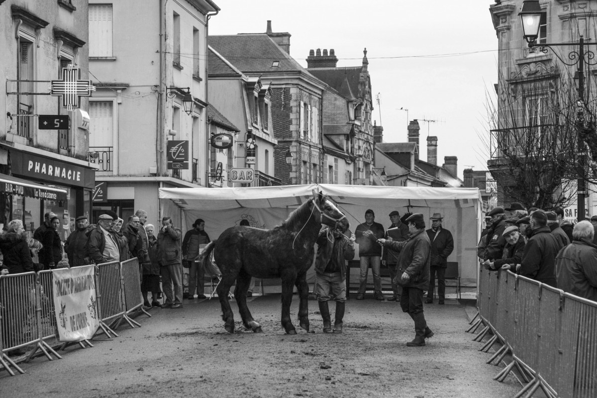 FOIRE AUX PERCHERONS LE MÊLE SUR SARTHE