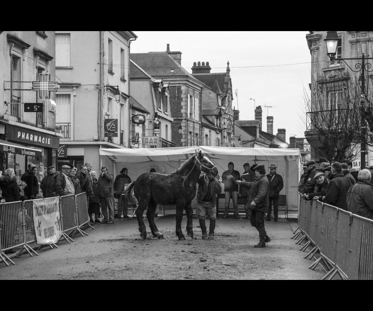 FOIRE AUX PERCHERONS LE MÊLE SUR SARTHE