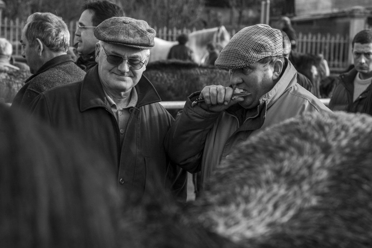 FOIRE AUX PERCHERONS LE MÊLE SUR SARTHE