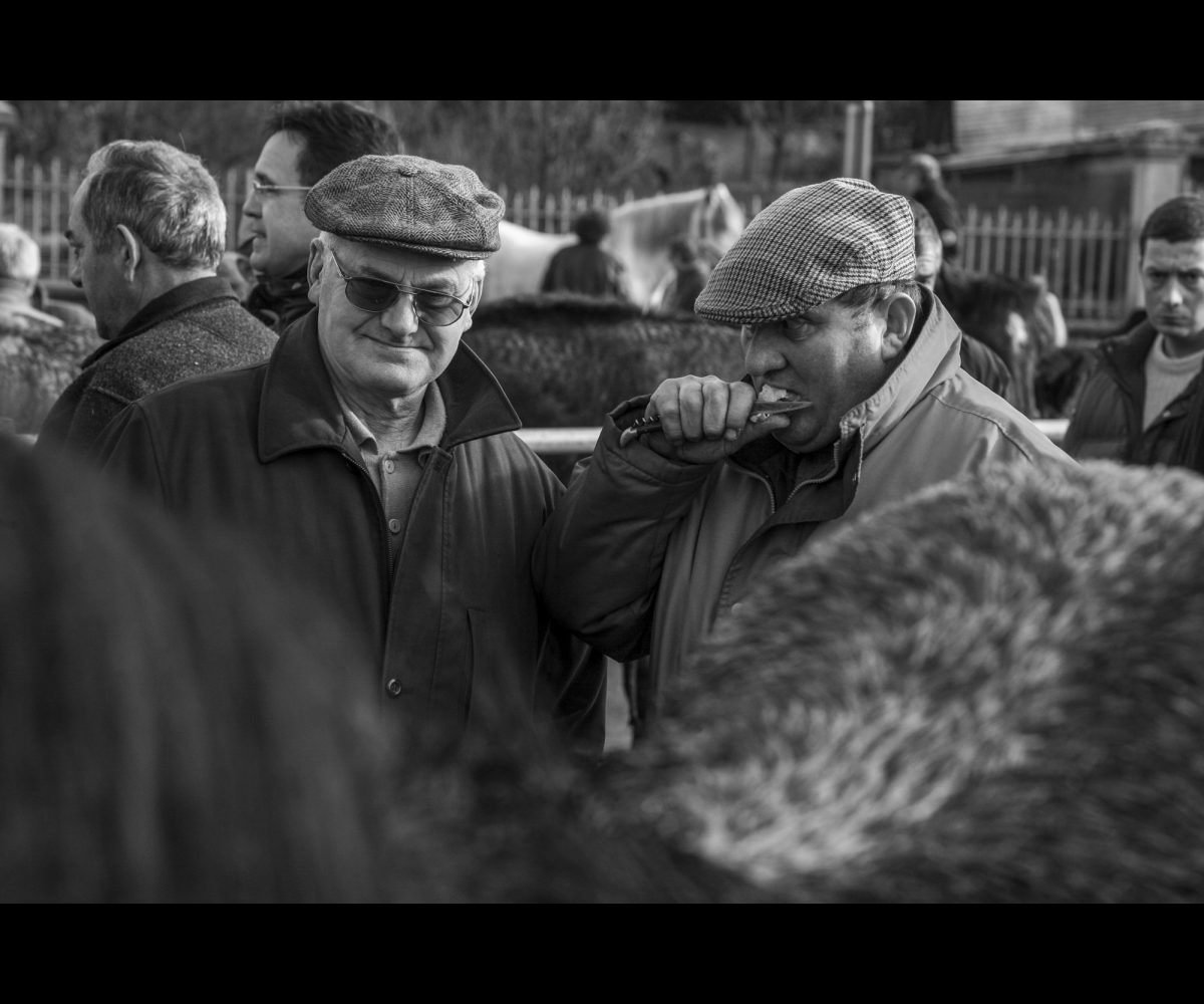 FOIRE AUX PERCHERONS LE MÊLE SUR SARTHE