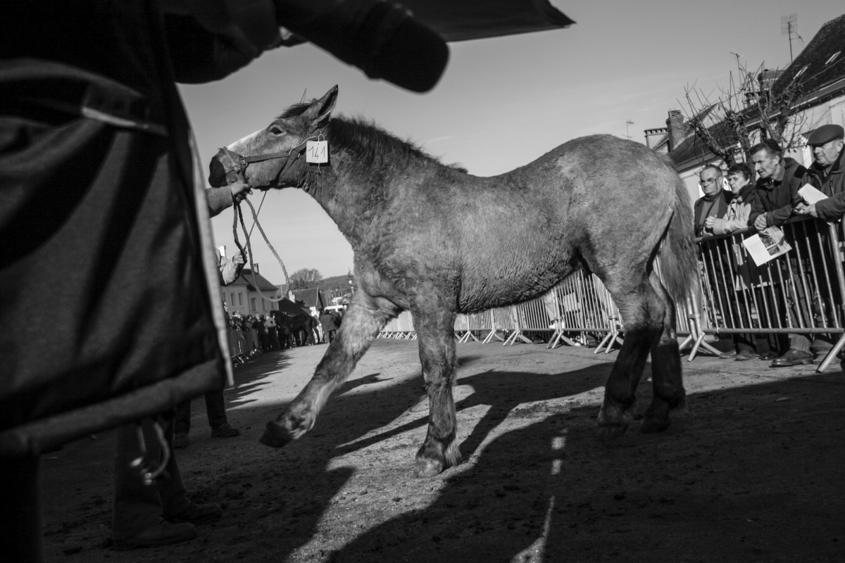 FOIRE AUX PERCHERONS LE MÊLE SUR SARTHE