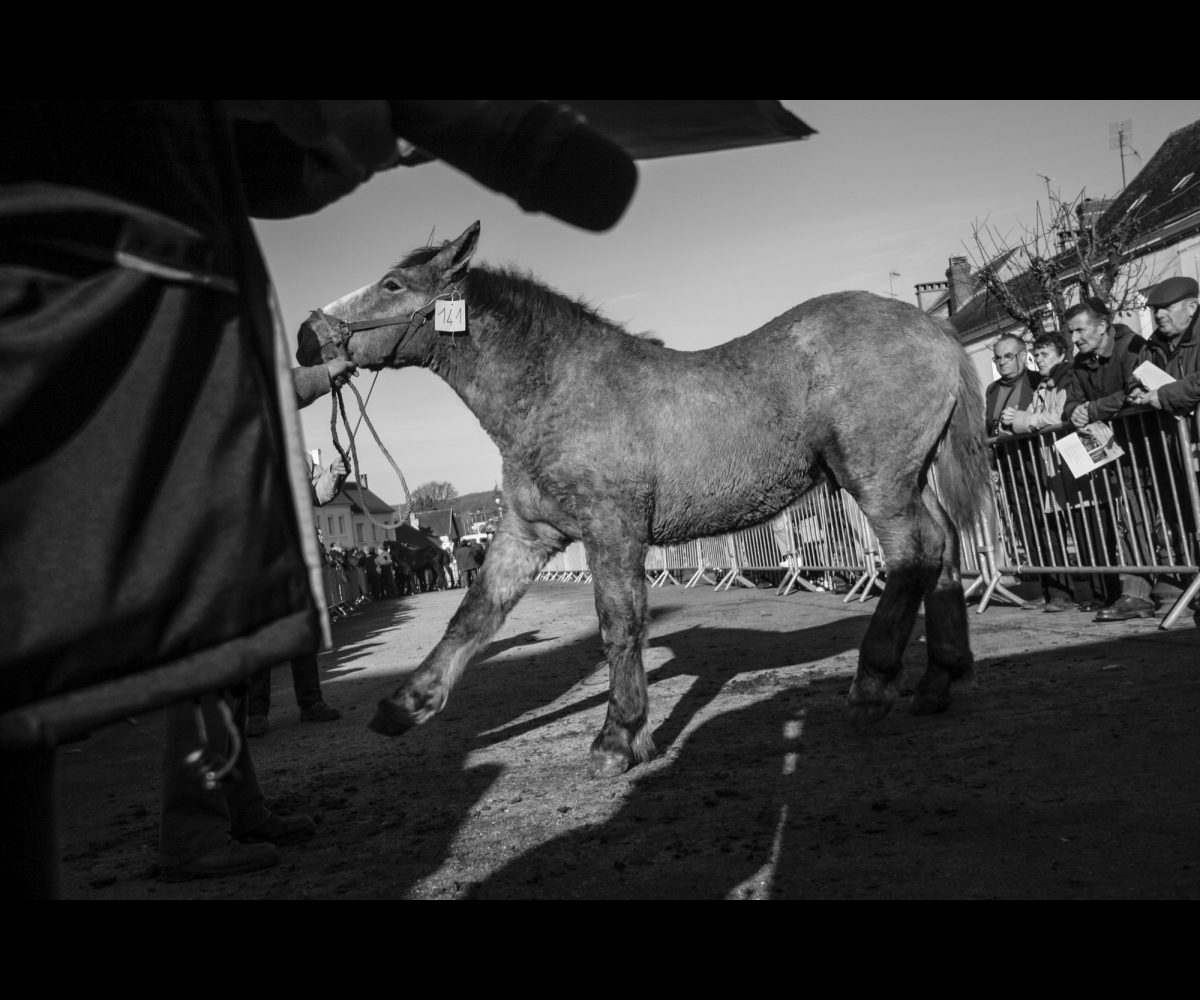 FOIRE AUX PERCHERONS LE MÊLE SUR SARTHE