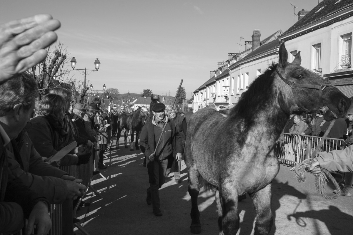 FOIRE AUX PERCHERONS LE MÊLE SUR SARTHE