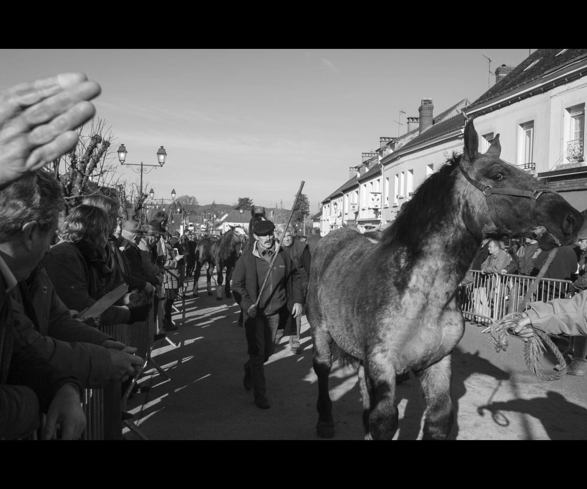 FOIRE AUX PERCHERONS LE MÊLE SUR SARTHE