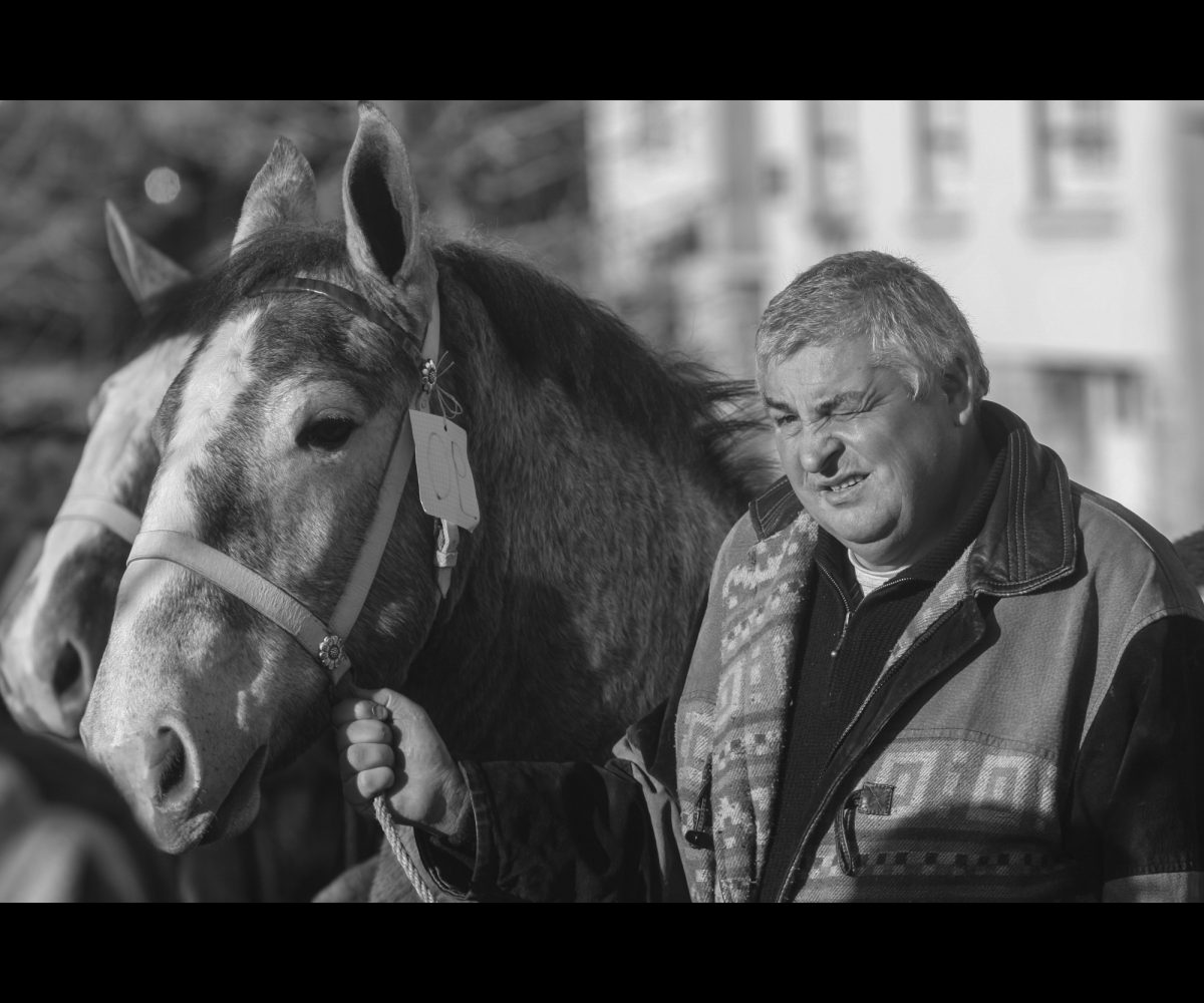 FOIRE AUX PERCHERONS LE MÊLE SUR SARTHE