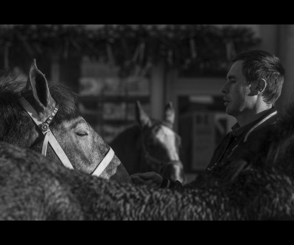 FOIRE AUX PERCHERONS LE MÊLE SUR SARTHE