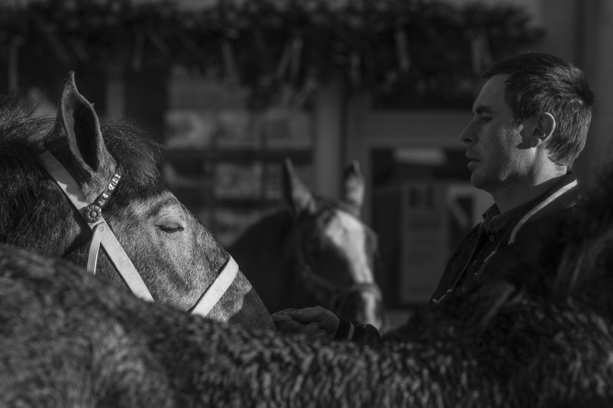 FOIRE AUX PERCHERONS LE MÊLE SUR SARTHE