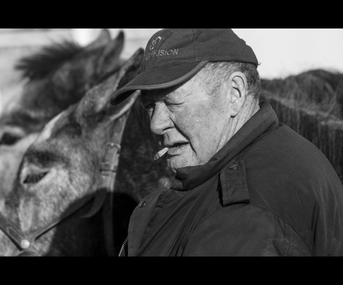 FOIRE AUX PERCHERONS LE MÊLE SUR SARTHE