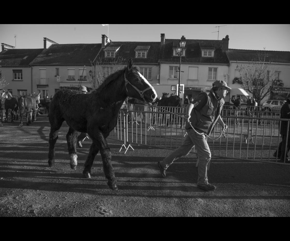 FOIRE AUX PERCHERONS LE MÊLE SUR SARTHE