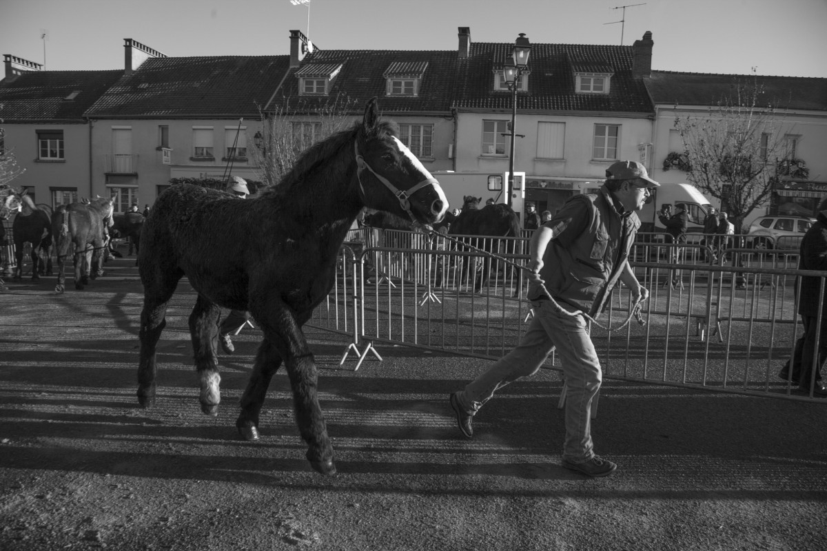 FOIRE AUX PERCHERONS LE MÊLE SUR SARTHE
