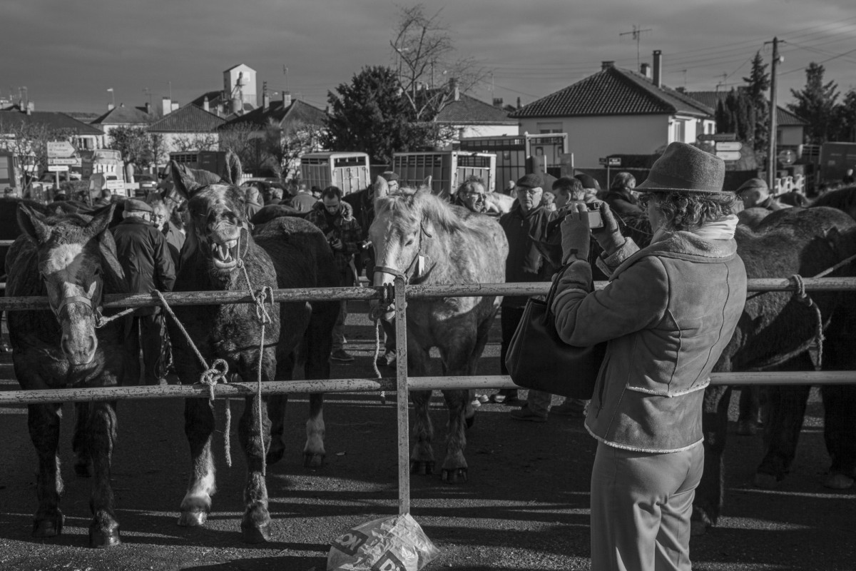 FOIRE AUX PERCHERONS LE MÊLE SUR SARTHE