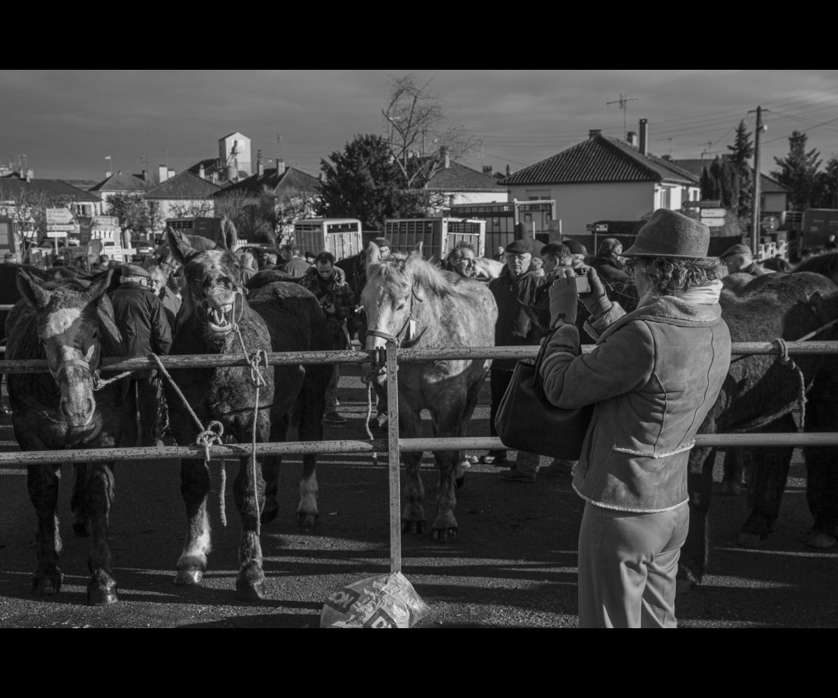 FOIRE AUX PERCHERONS LE MÊLE SUR SARTHE