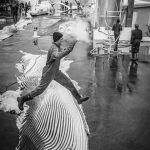 DEPECAGE DE BALEINES A LA STATION BALEINIERE DU HVALFJORDUR APPELE AUSSI LE FJORD DES BALEINES , CHASSE A LA BALEINE EN ISLANDE, DEPECAGE DE BALEINES, KRISTJAN LOFTSSON, PROPRIETAIRE DE L'ENTREPRISE BALEINIERE HVALUR, RORQUAL COMMUN, OUEST DE L'ISLANDE, EUROPE, WHALING STATION OF HVALFJORDUR, WHALE HUNTING, THE WHALING FLEET HVALUR, COMMERCIAL HUNTING OF FIN WHALES, COMPANY DIRECTOR KRISTJAN LOFTSSON