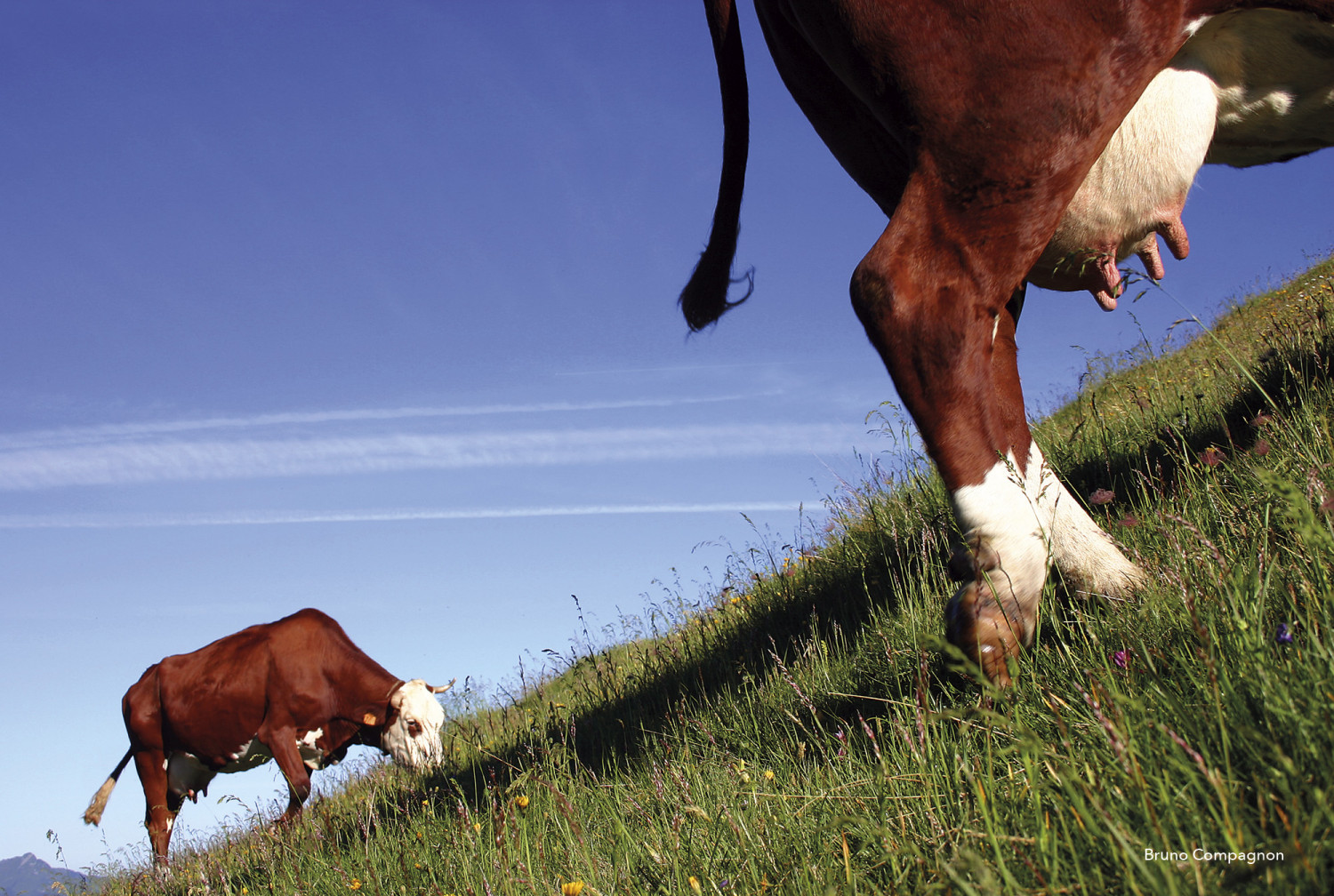 vaches de race abondance dans les pâturages des alpes BEARNAISE EXPO PHOTO RACES DE VACHES DE FRANCE
