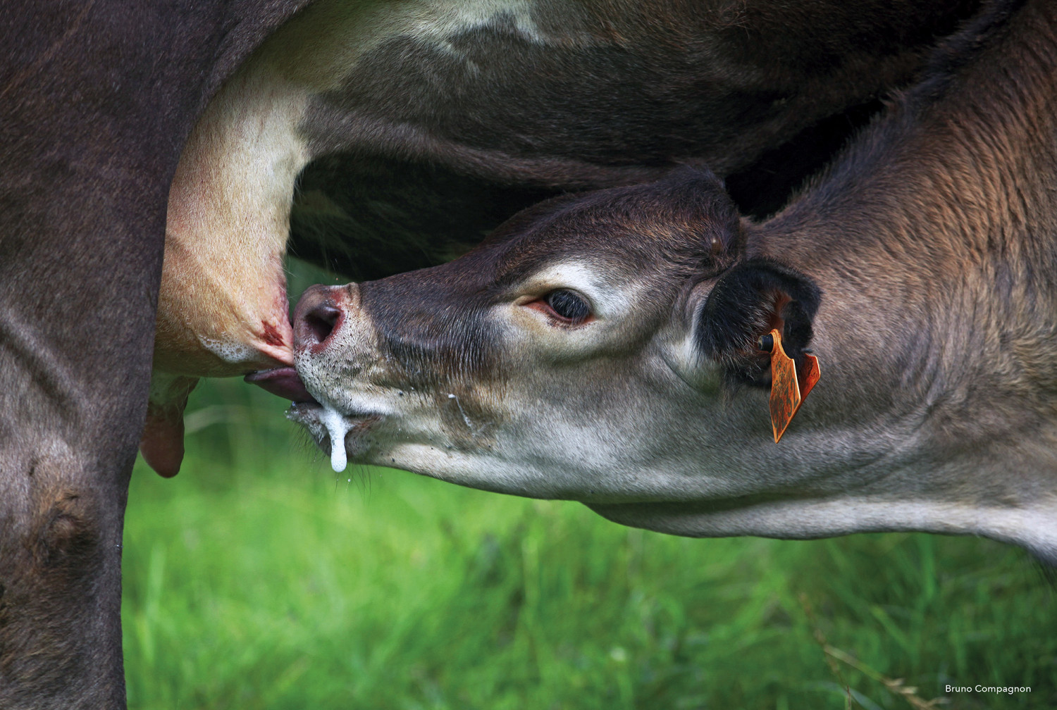 VEAU DE VACHE DE RACE CASTA, AURE-ET-SAINT-GIRONS TETANT LE PIE, LA MAMELLE , (09) ARIEGE, MIDI-PYRENEES, FRANCE EXPO PHOTO RACES DE VACHES DE FRANCE