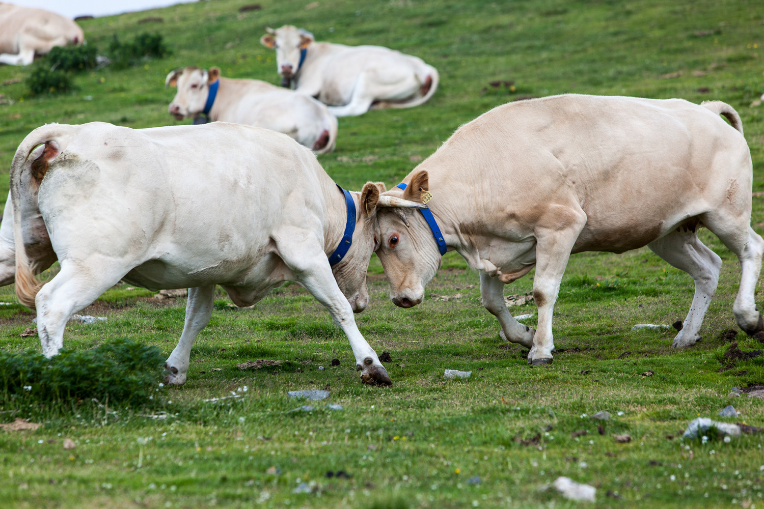 EXPO PHOTO RACES DE VACHES DE FRANCE